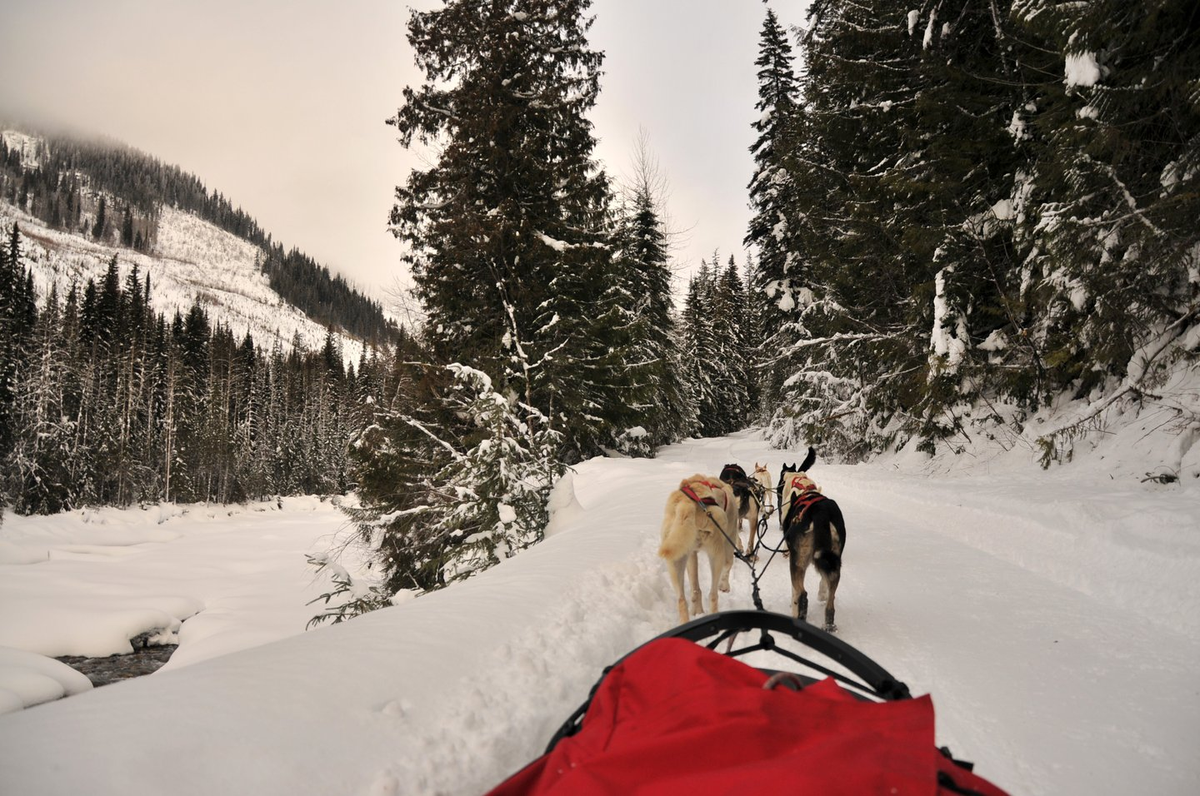 10 unique winter activities in Jasper National Park | Tourism Jasper