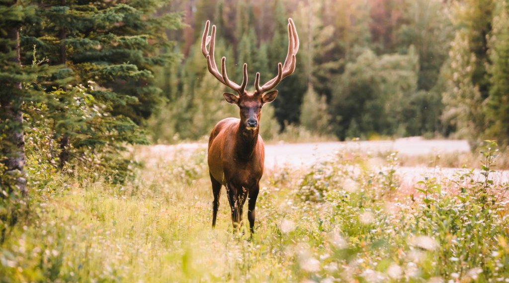 Wildlife Viewing Wildlife Viewing