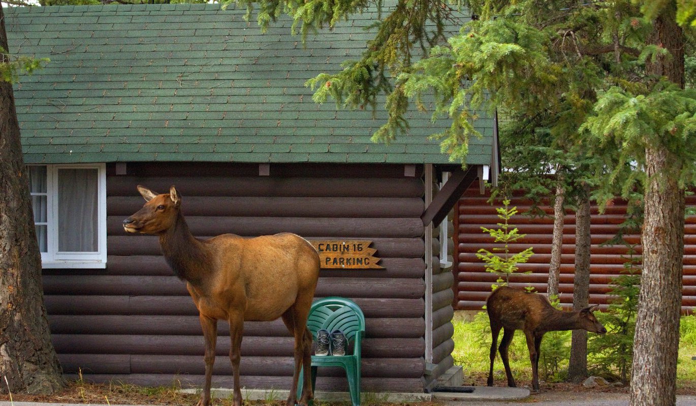 Pine Bungalows Awarded Leed Gold Certification Tourism Jasper