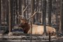 Jasper WIldfire Elk