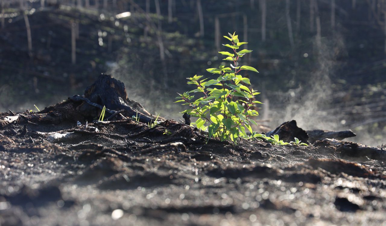 Jasper Wildfire Complex.jpg Jasper Wildfire Complex.jpg