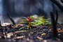 Jasper Wildfire Plant