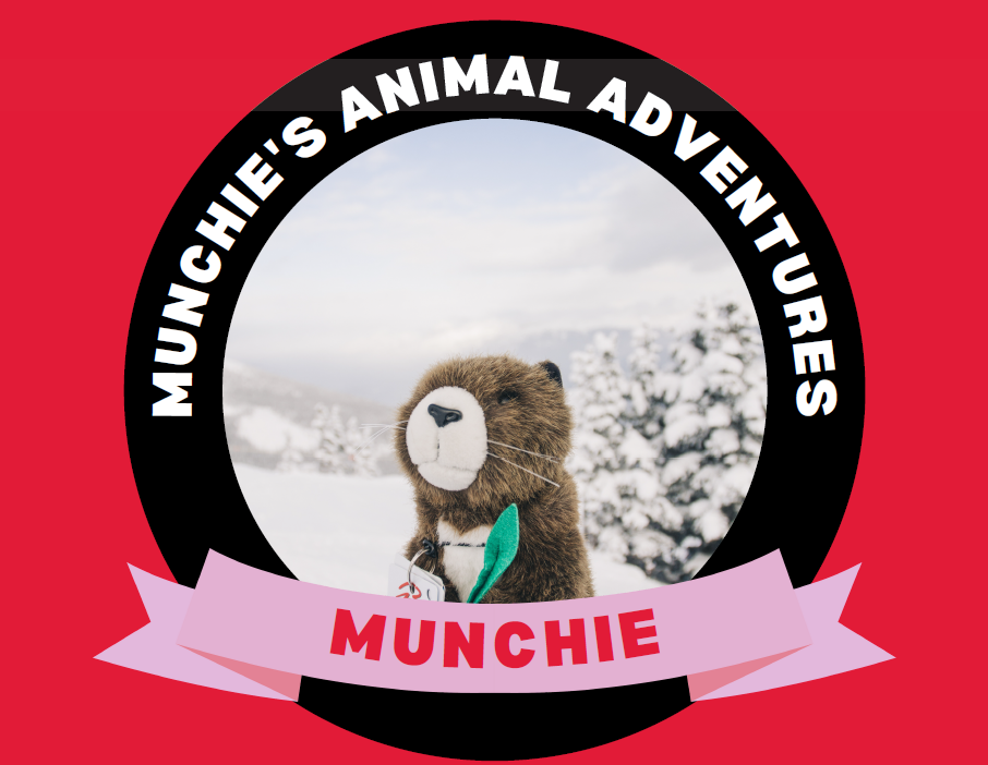 Jasper in January Munchie's Animal Adventures.png Jasper in January Munchie's Animal Adventures.png