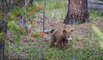 ParksCanada-BearCub-ValerieDomaine-CR-large.jpg