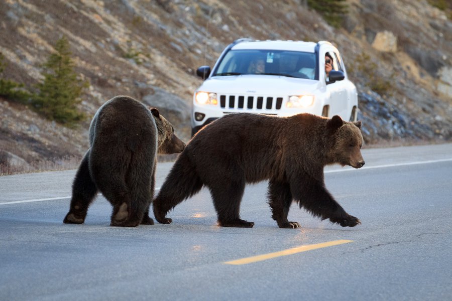 ParksCanada-GrizzlyCrossing-RogierGruys-CR.jpg