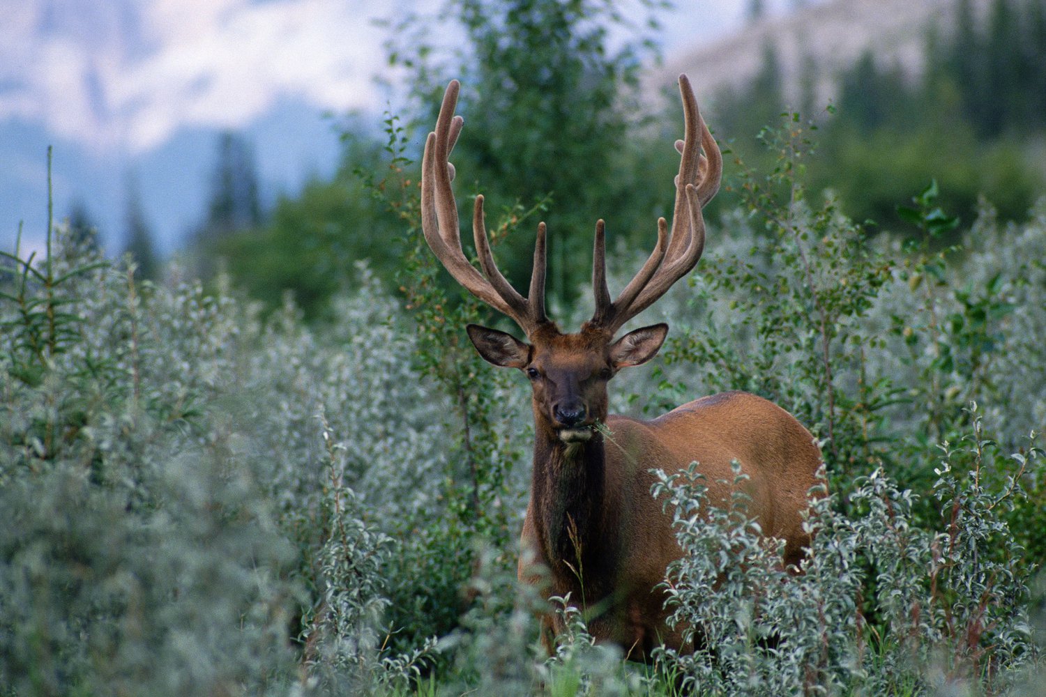 Jasper Spring Bucket List Tourism Jasper